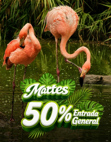 Martes al 50%